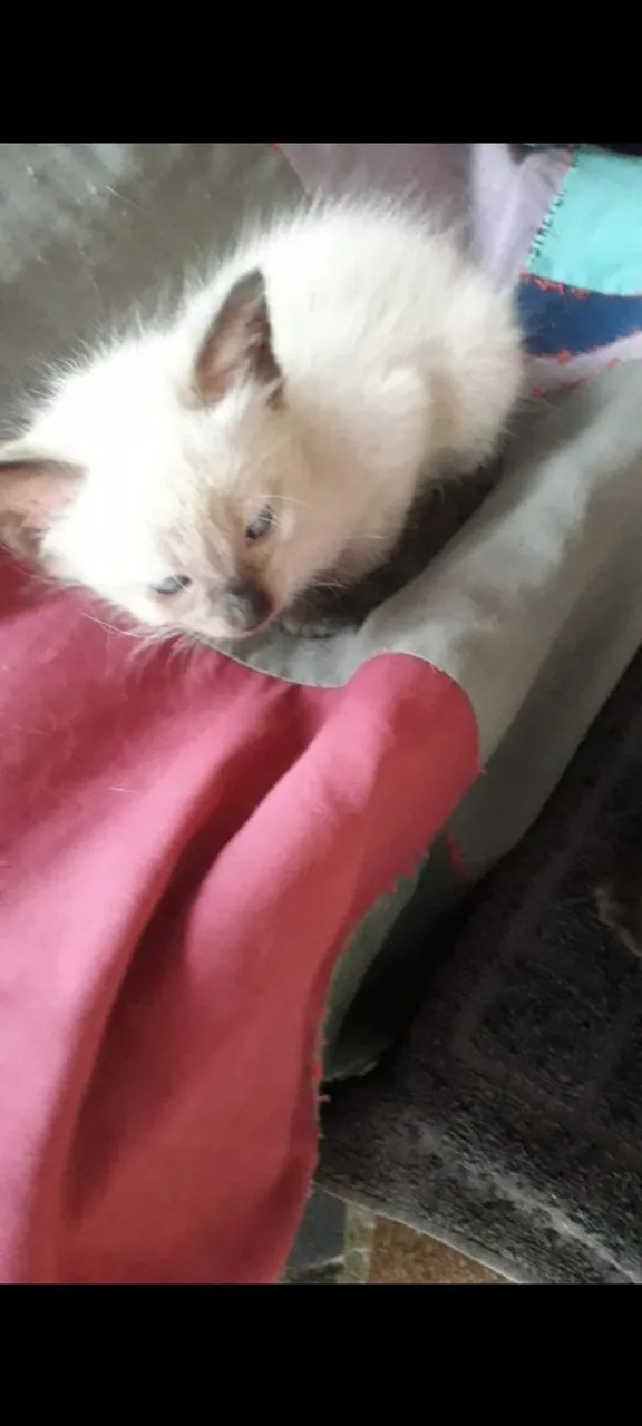 Gatinhos filhotes disponíveis para Adoção Responsável