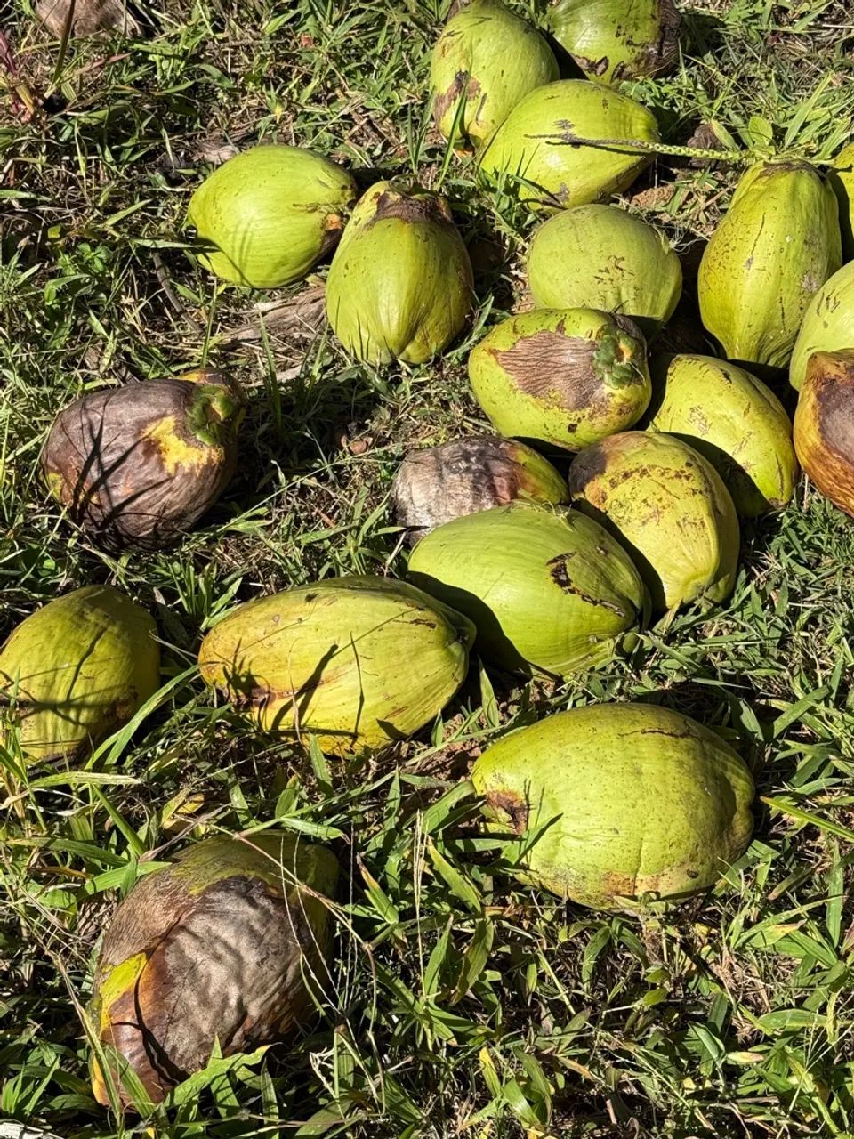  150 Cocos seco com casca