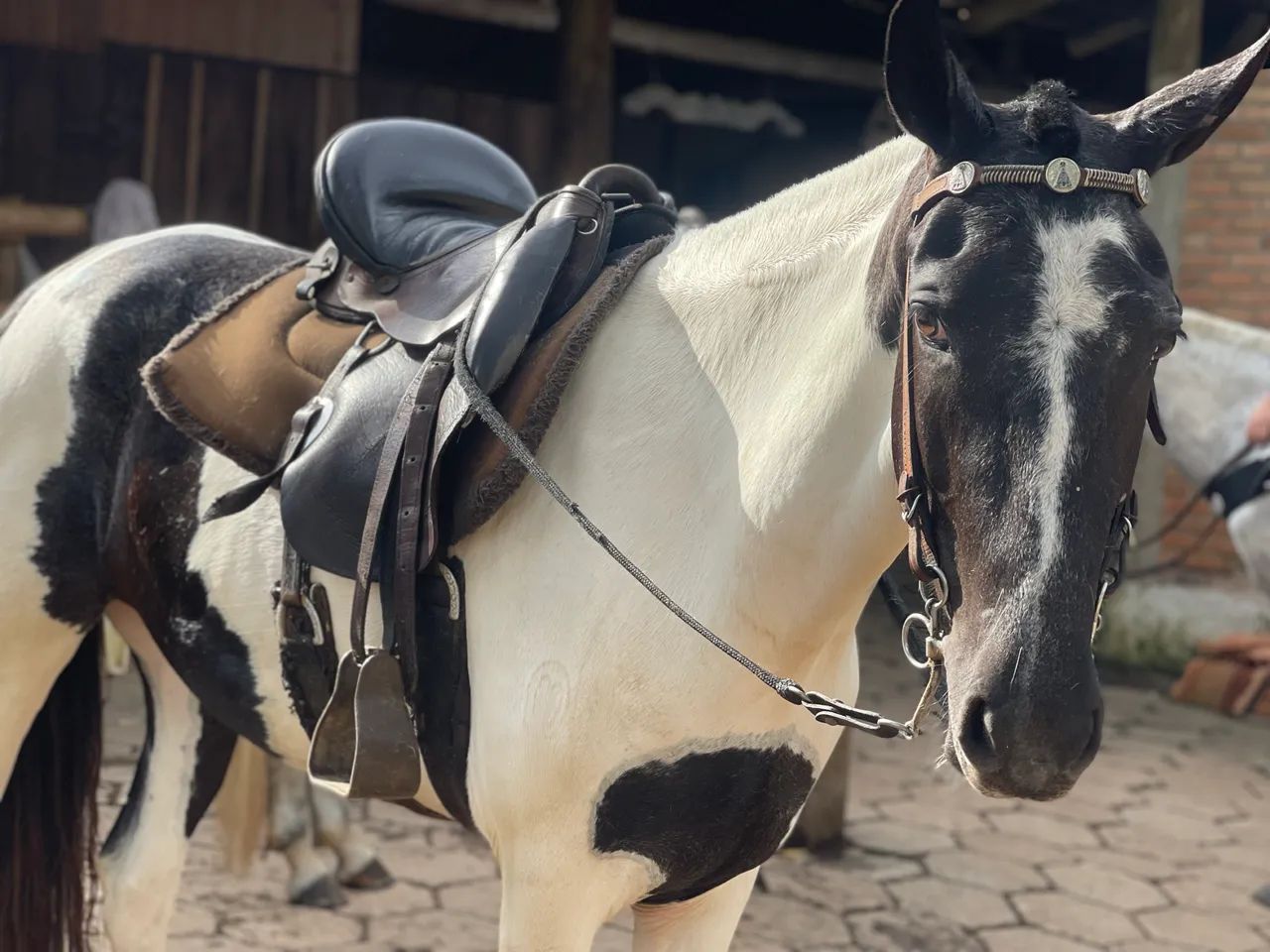 Égua mangalarga marchador  - Foto 3