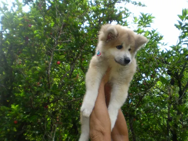Filhotes de Akita Inu, machos e fêmeas