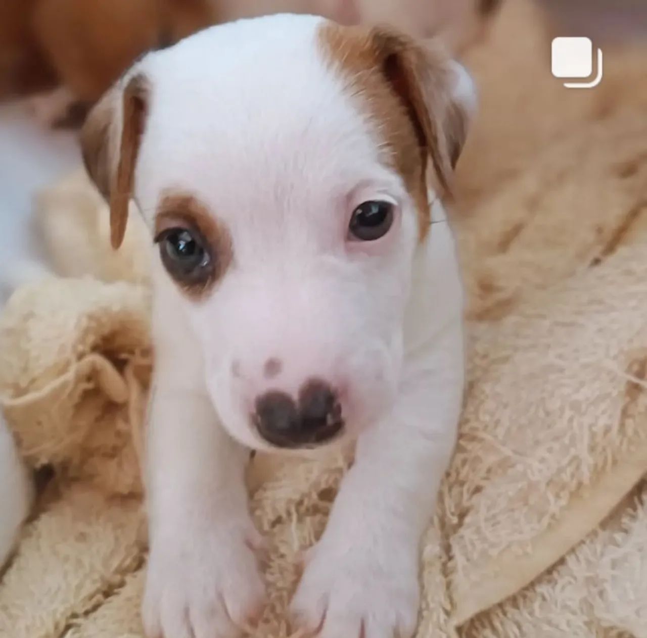 Filhotes Jack Russel Terrier - Foto 3