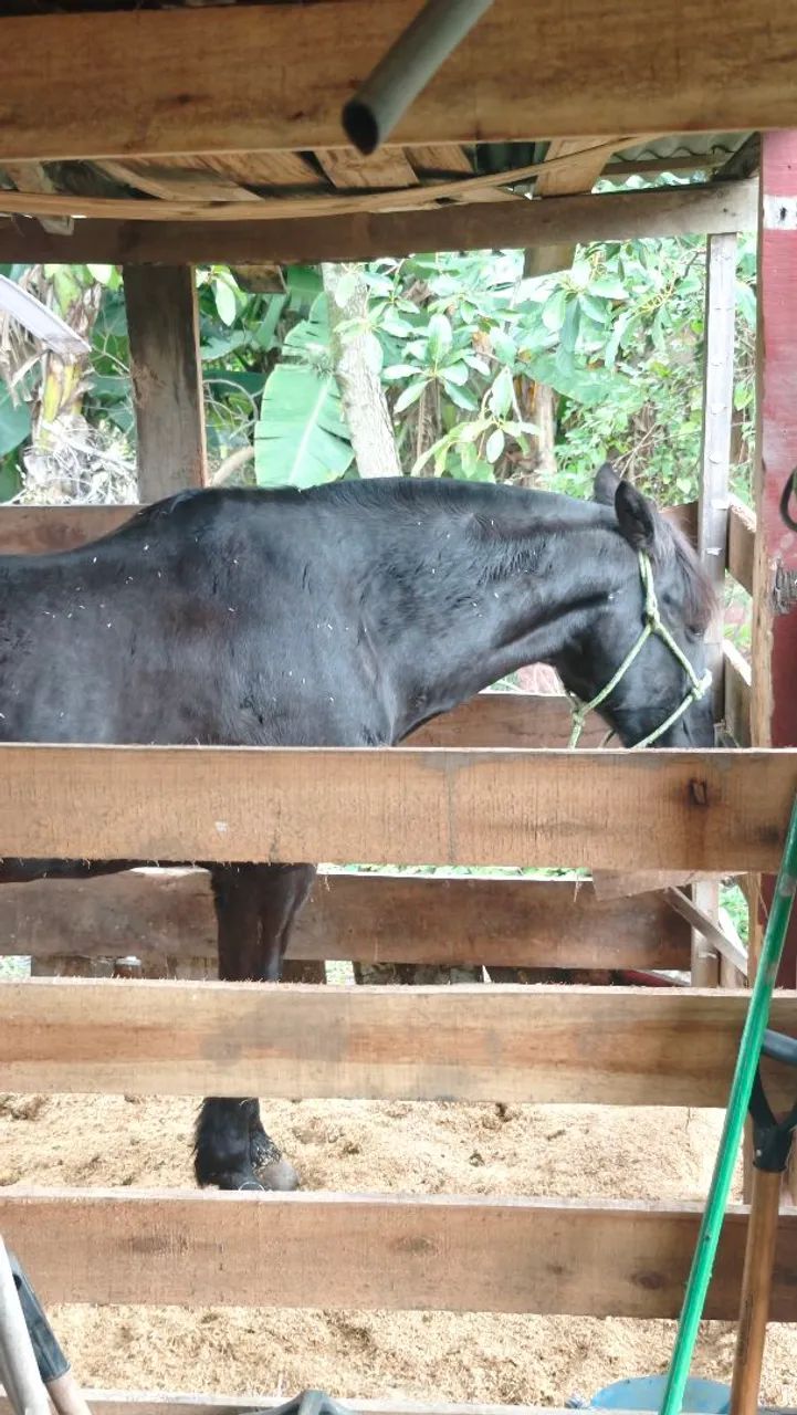 Cavalo para laço e agropecuária - Foto 3