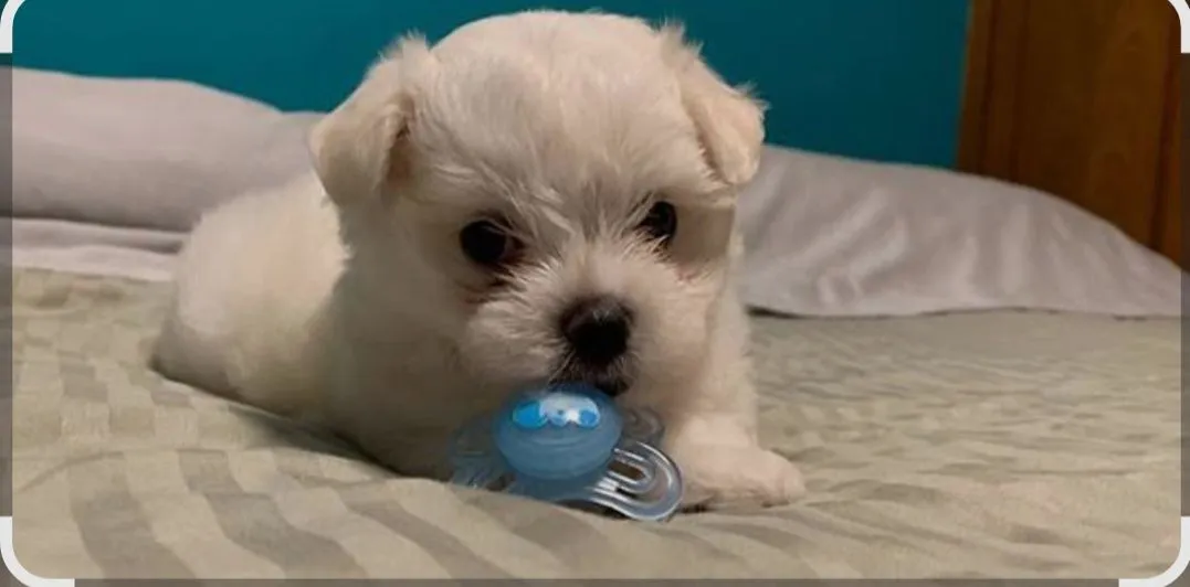Filhote de Maltês com Lhasa