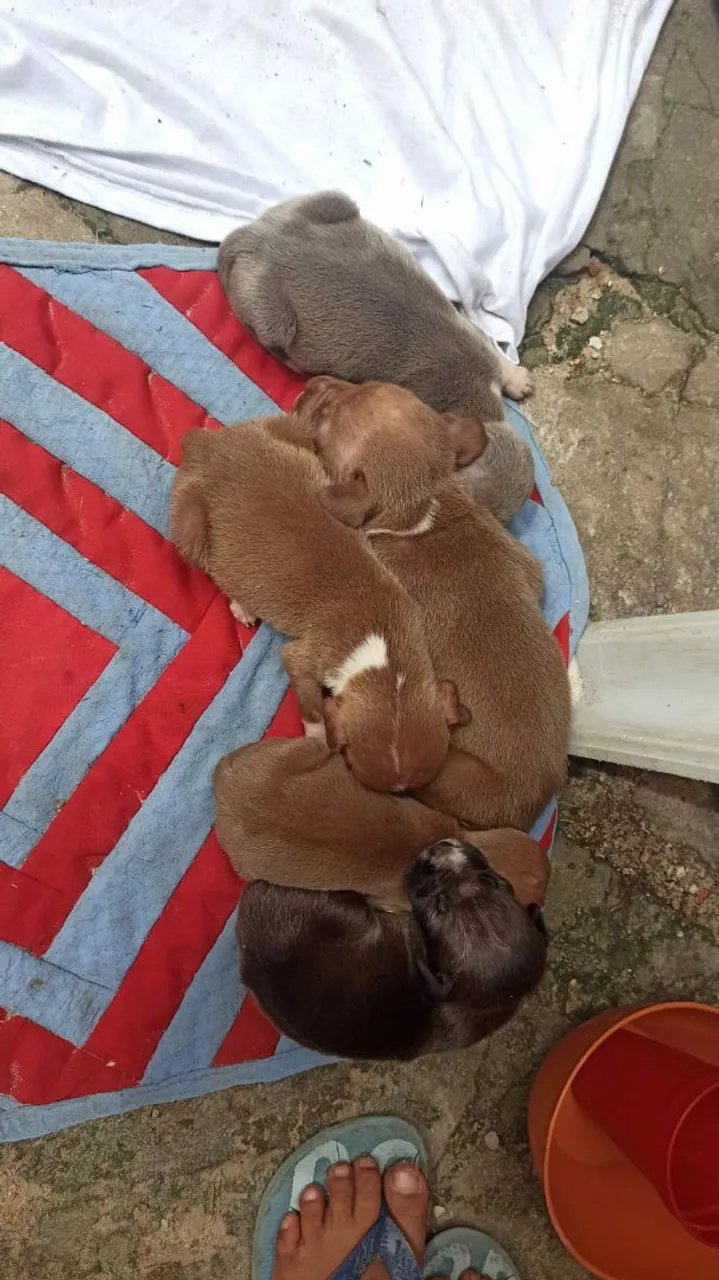 Filhotes de Pitbull para venda