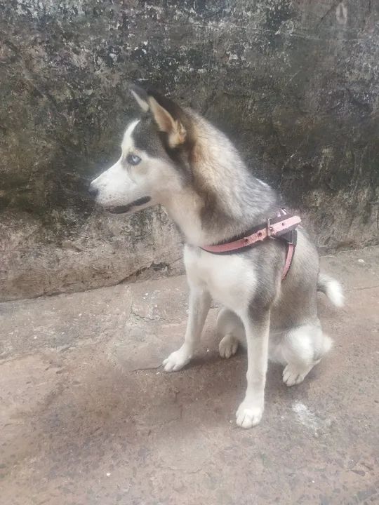 Husky Siberiano Fêmea - Foto 2