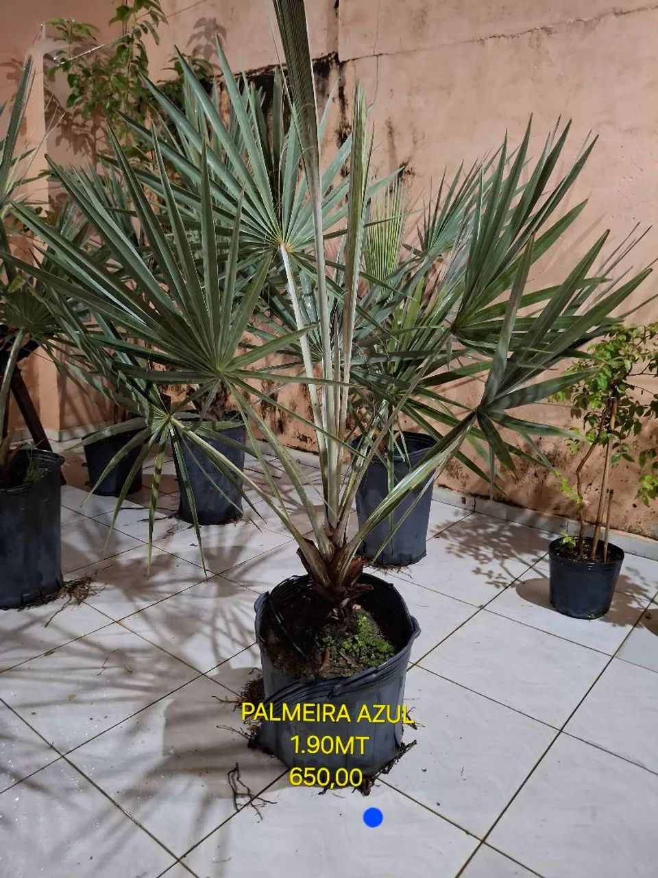 PALMEIRA AZUL  - Foto 4