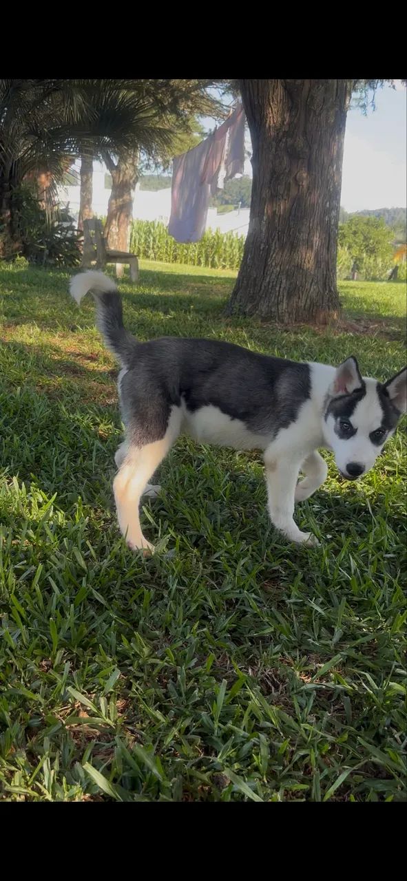 Husky Siberiano