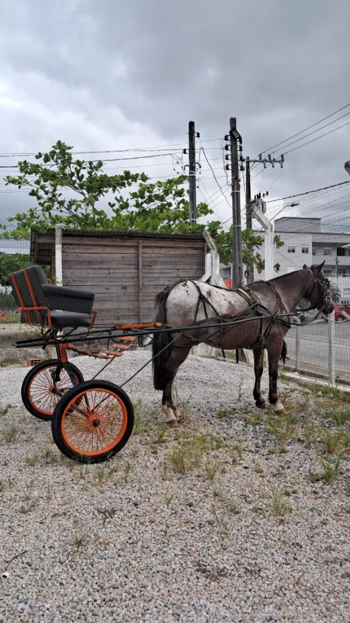 Charrete com cavalo