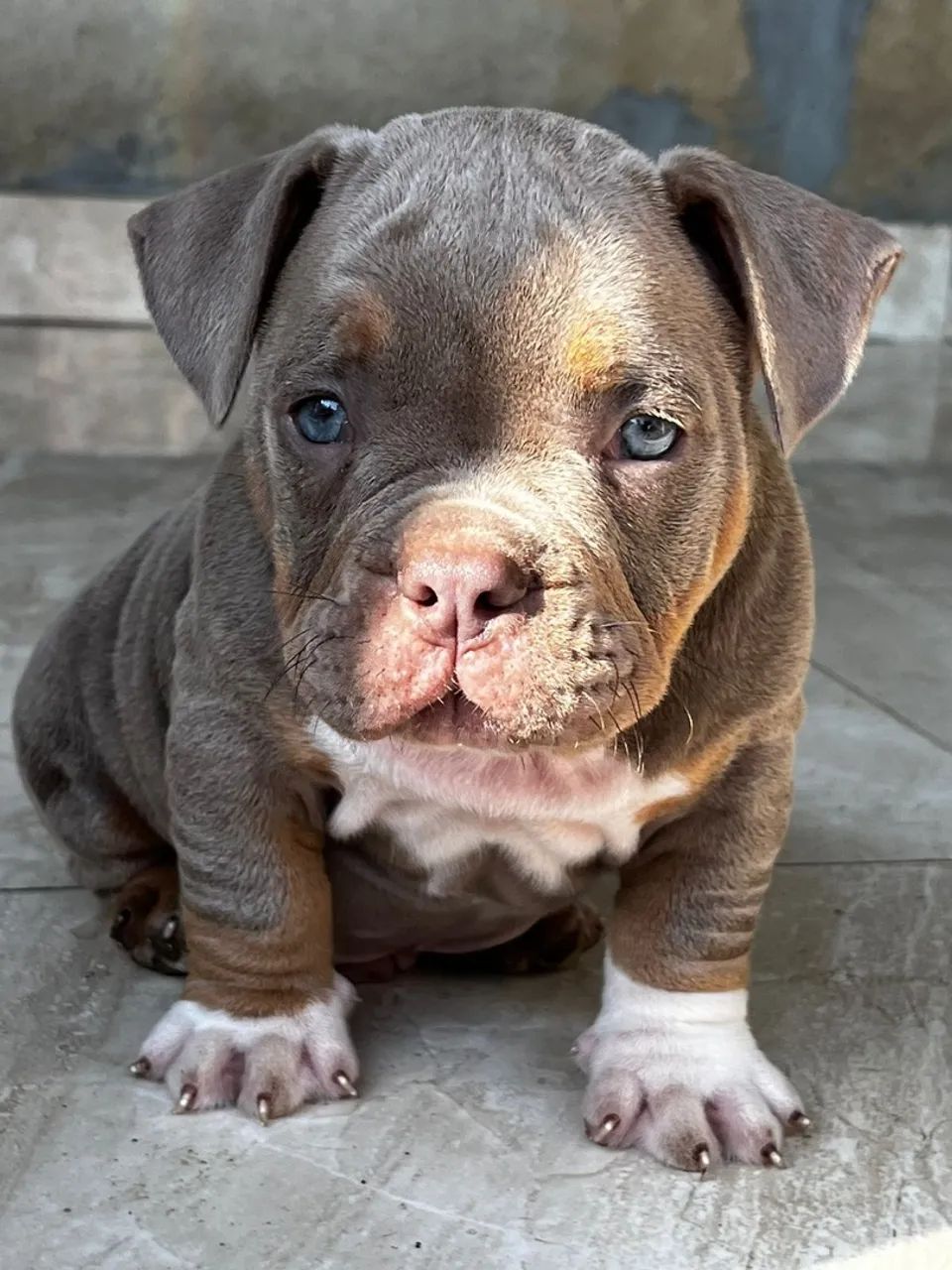 Super promoção/ canil registrado / american bully a partir de 1999 - Foto 2