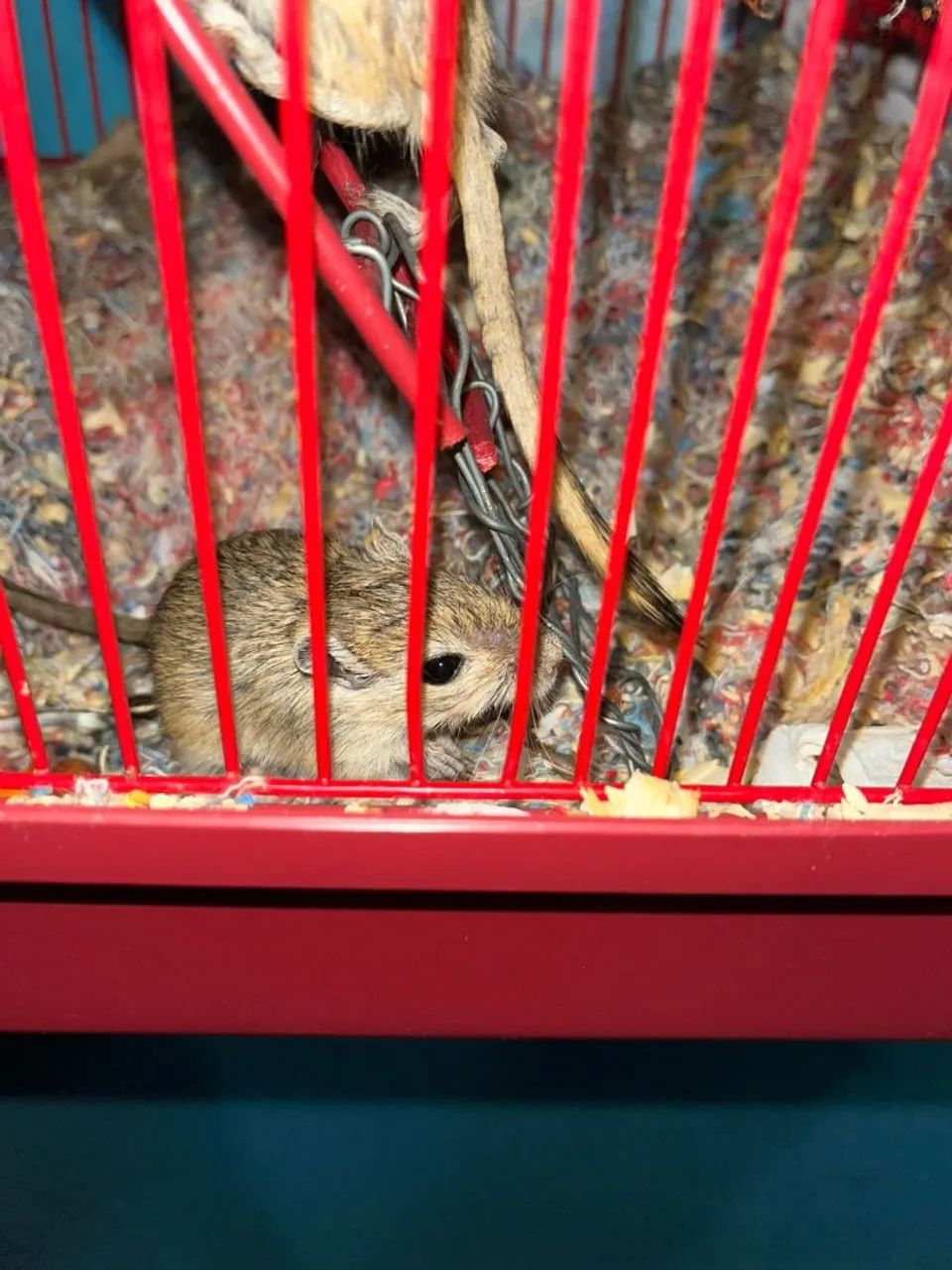 Hamster Chinês - Foto 3