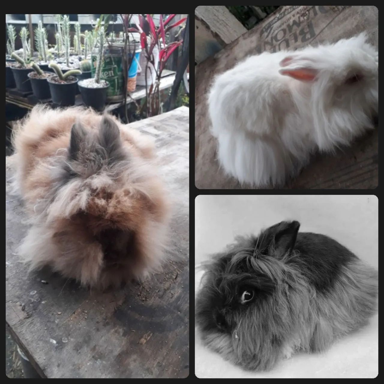 Coelho Lion head Raça pura  peludos - Foto 3