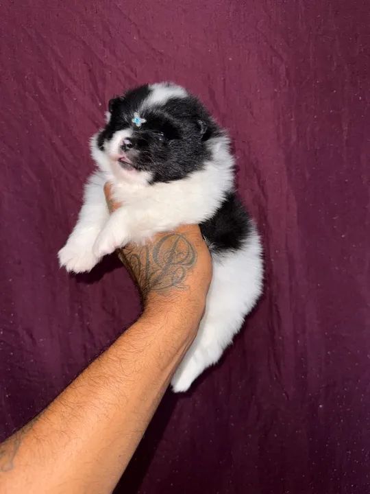 Filhote de Spitz alemão - macho branco com marcação preta 
