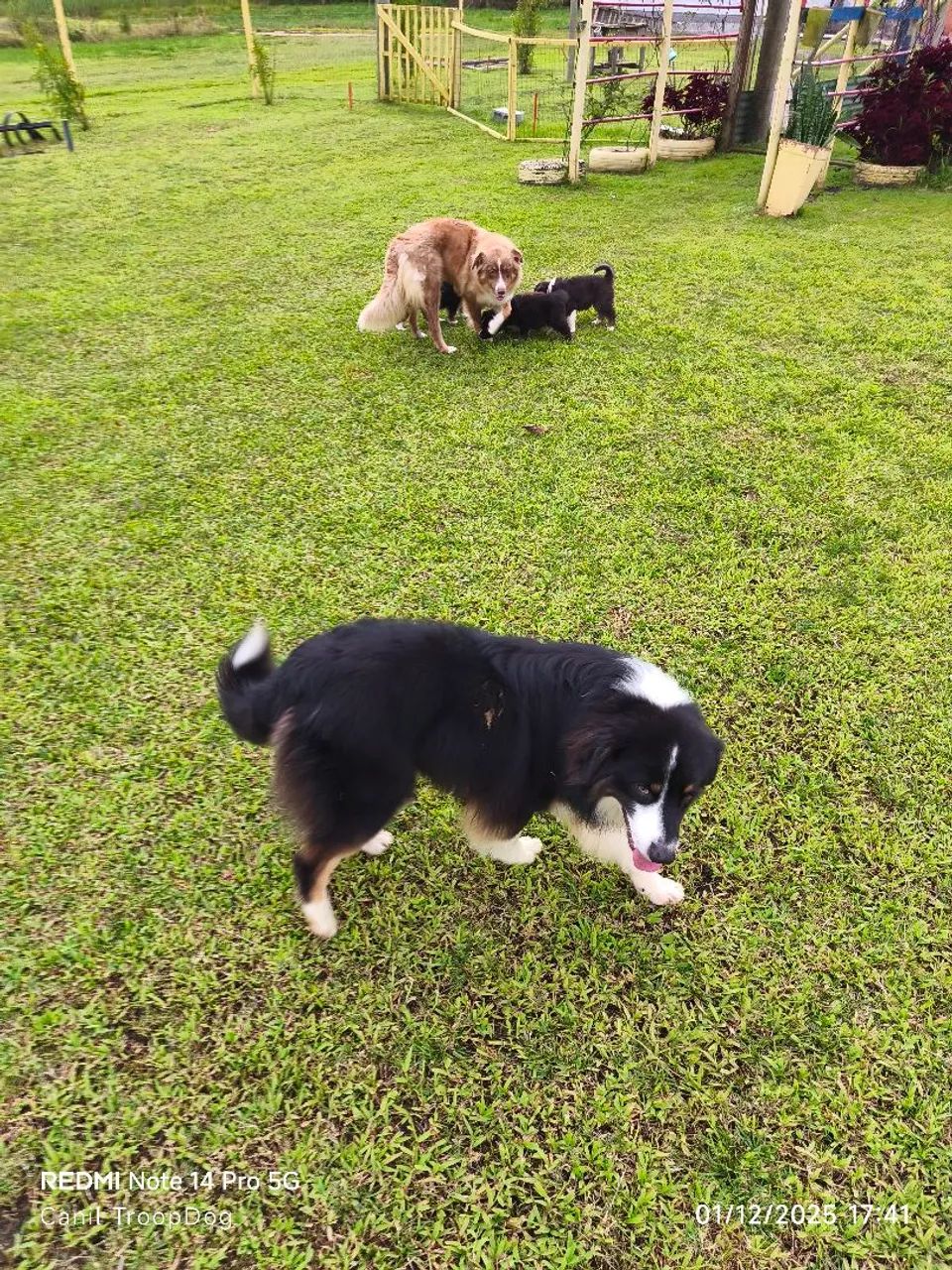 Pastor Australiano  - Foto 6