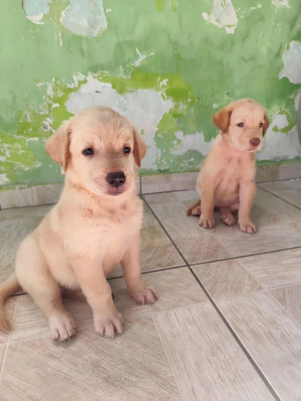 Filhotes de Labrador disponíveis para venda