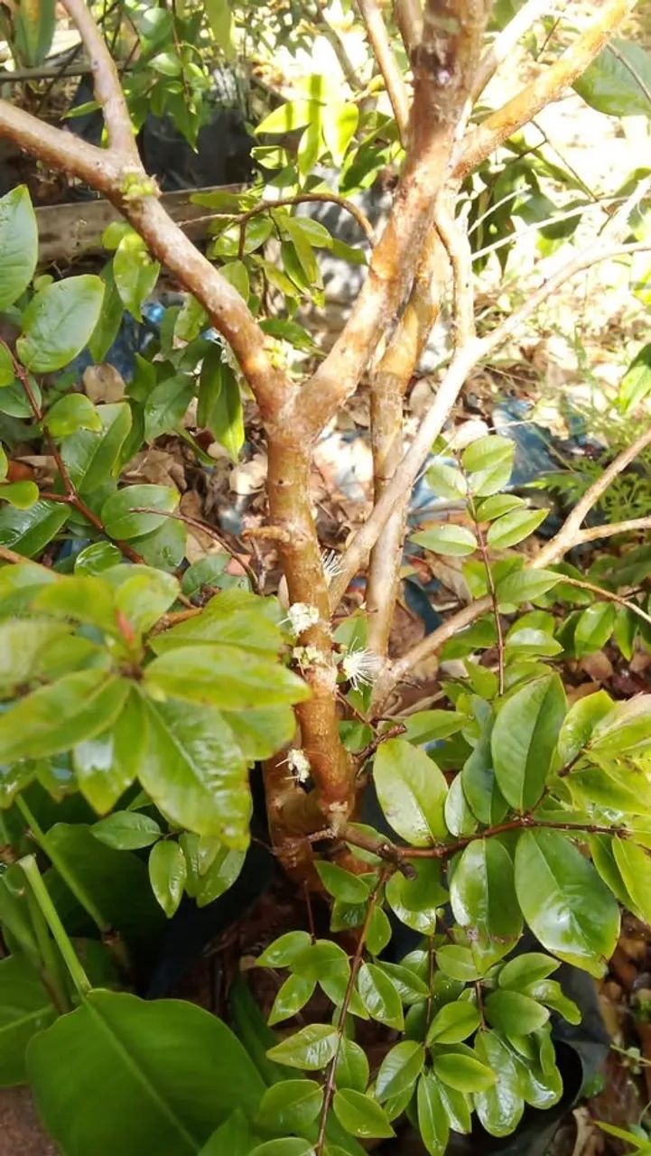 Mudas de jabuticaba