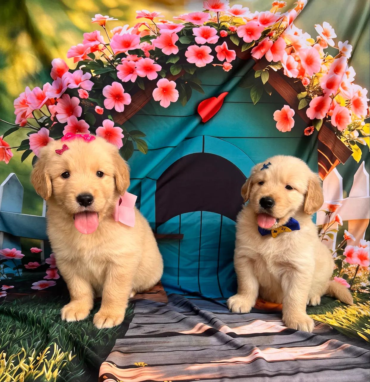 Golden Retriever filhotes recibo pedigree garantias