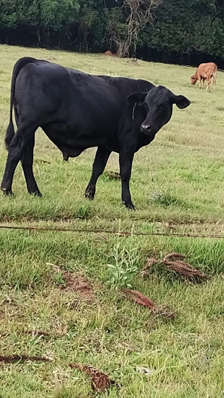 Terneiro de corte (boi) - Foto 4