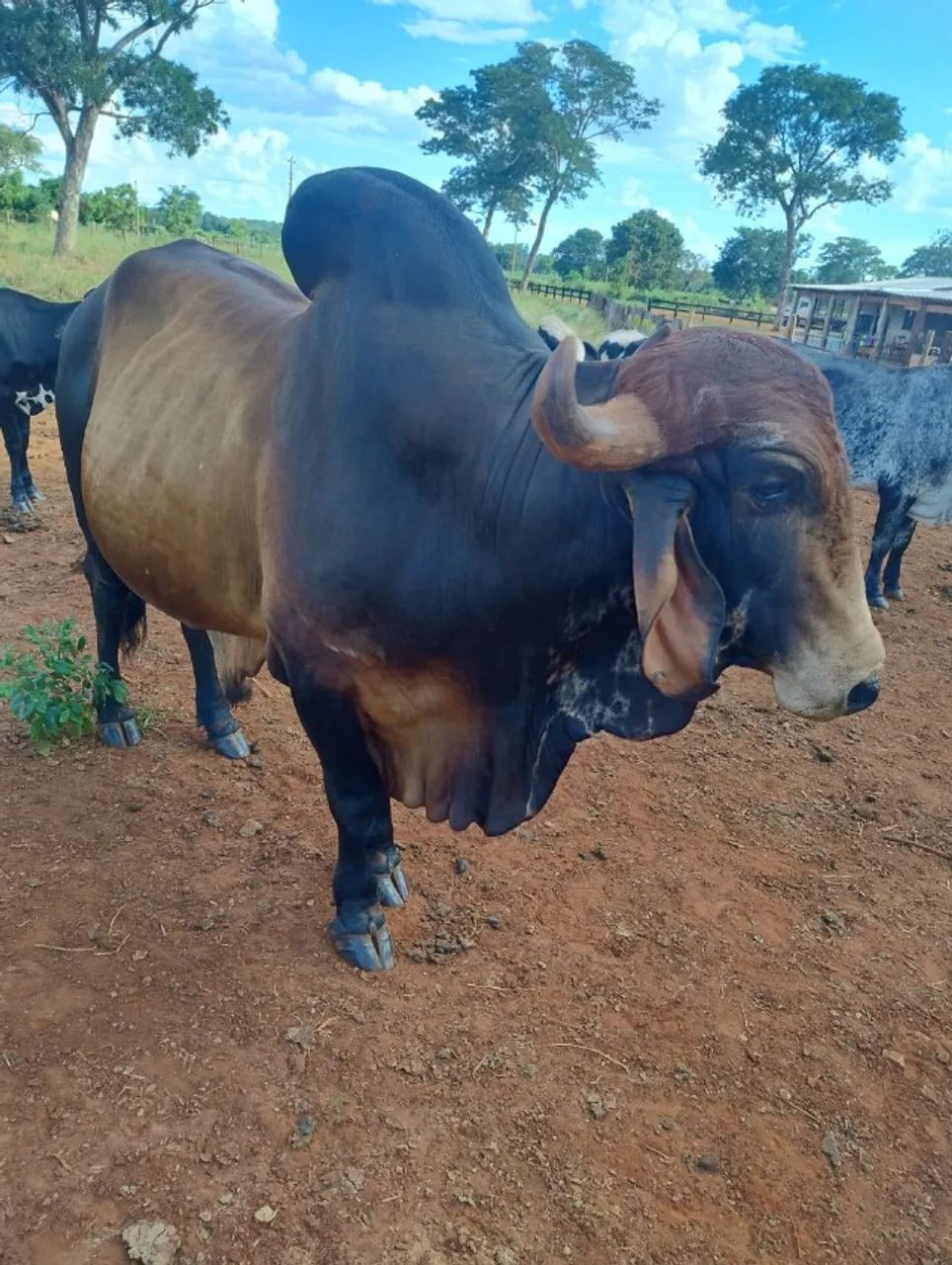 Vendo touro Gir leiteiro - Foto 3