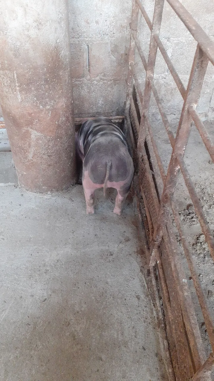 Porco para agropecuária