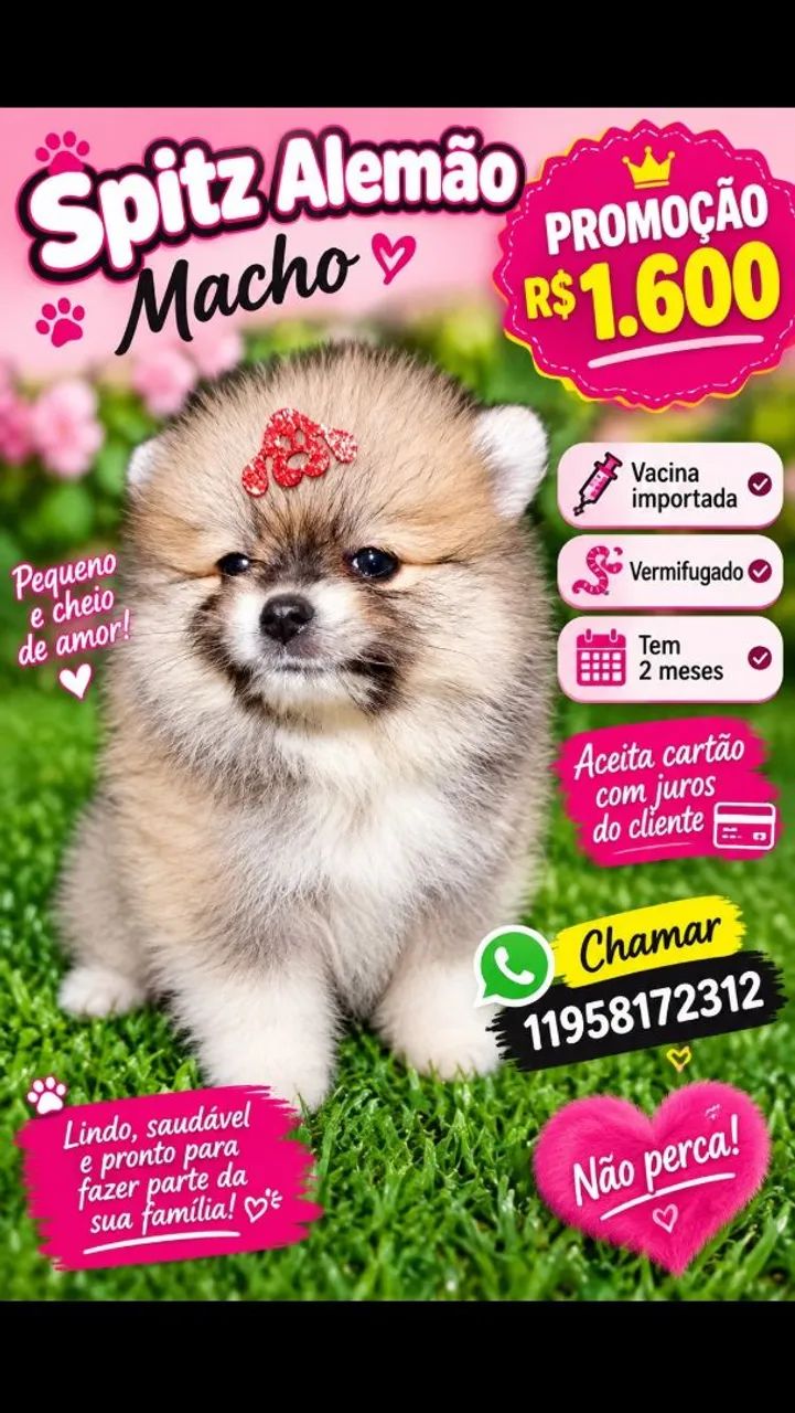 Pet Spitz  - Foto 2