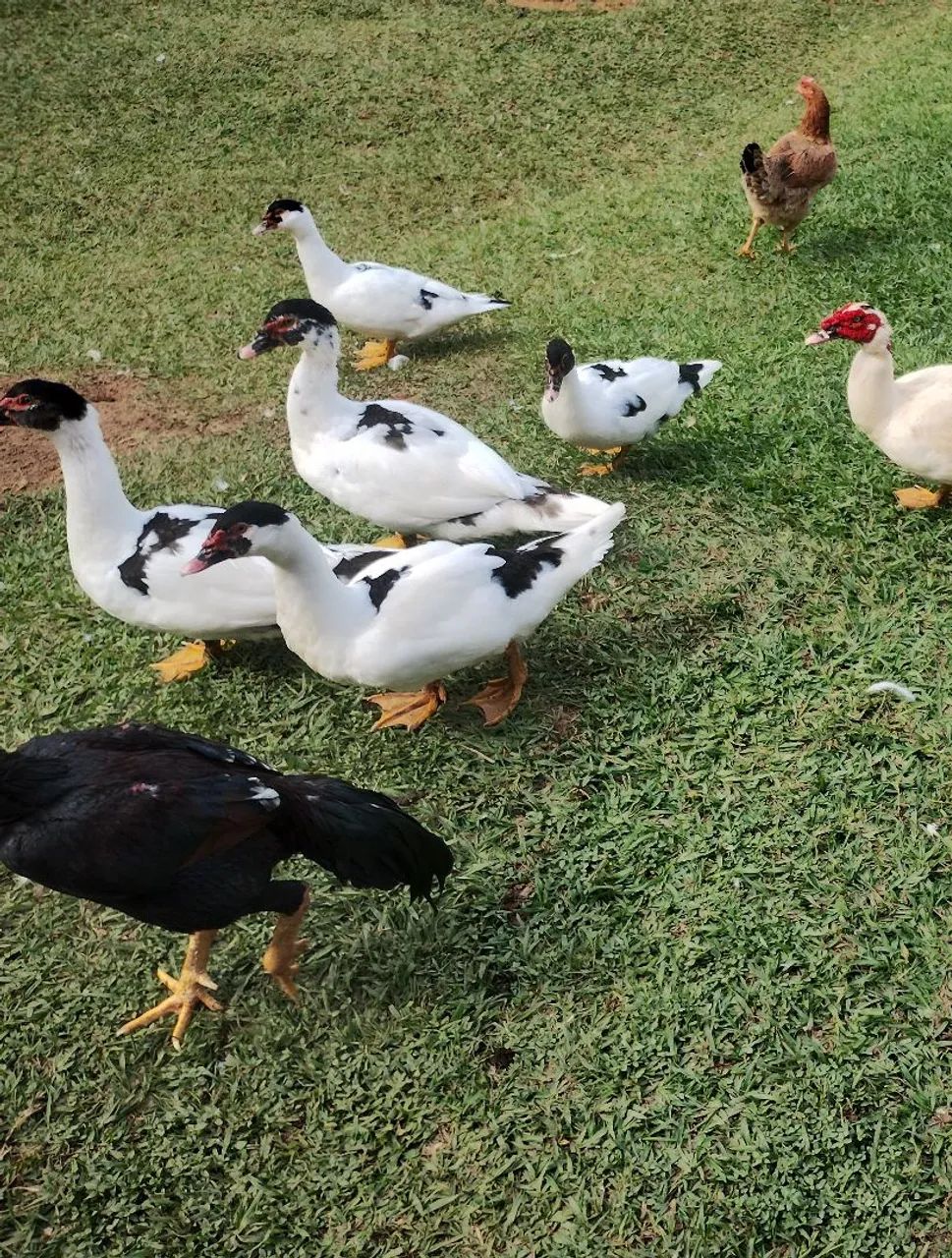 Vendo ou troco  - Foto 5