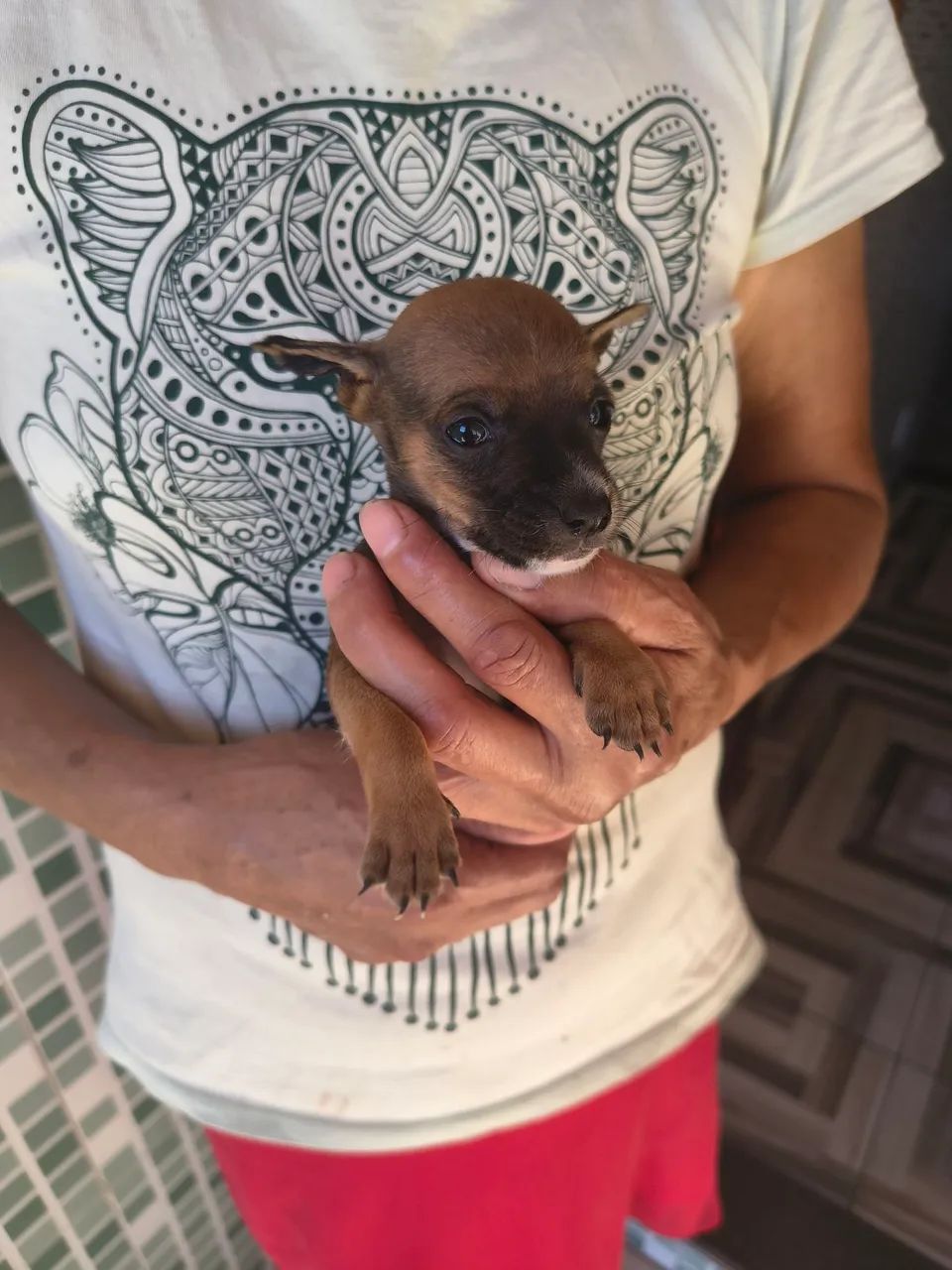 Pinscher  - Foto 5
