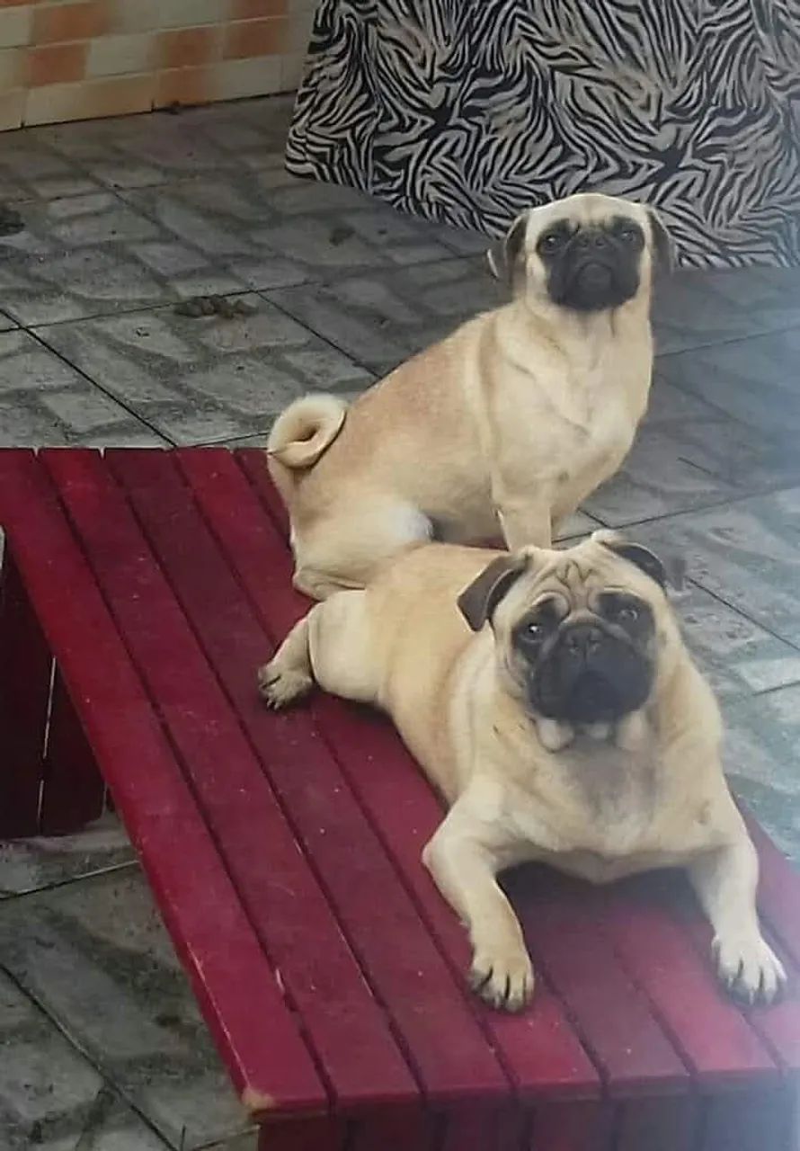 Pug Macho um ano - Foto 2