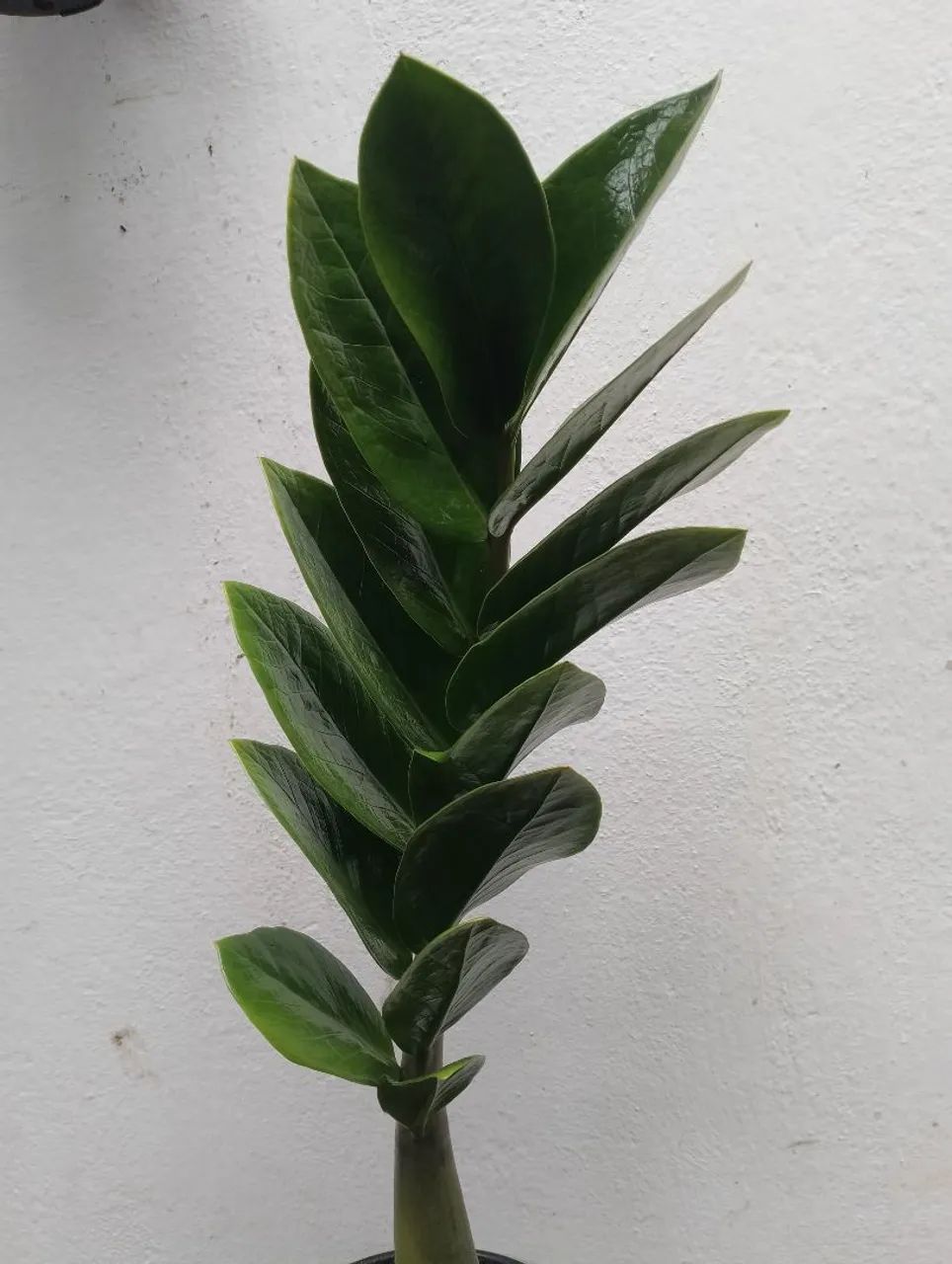 Zamioculca R$12
