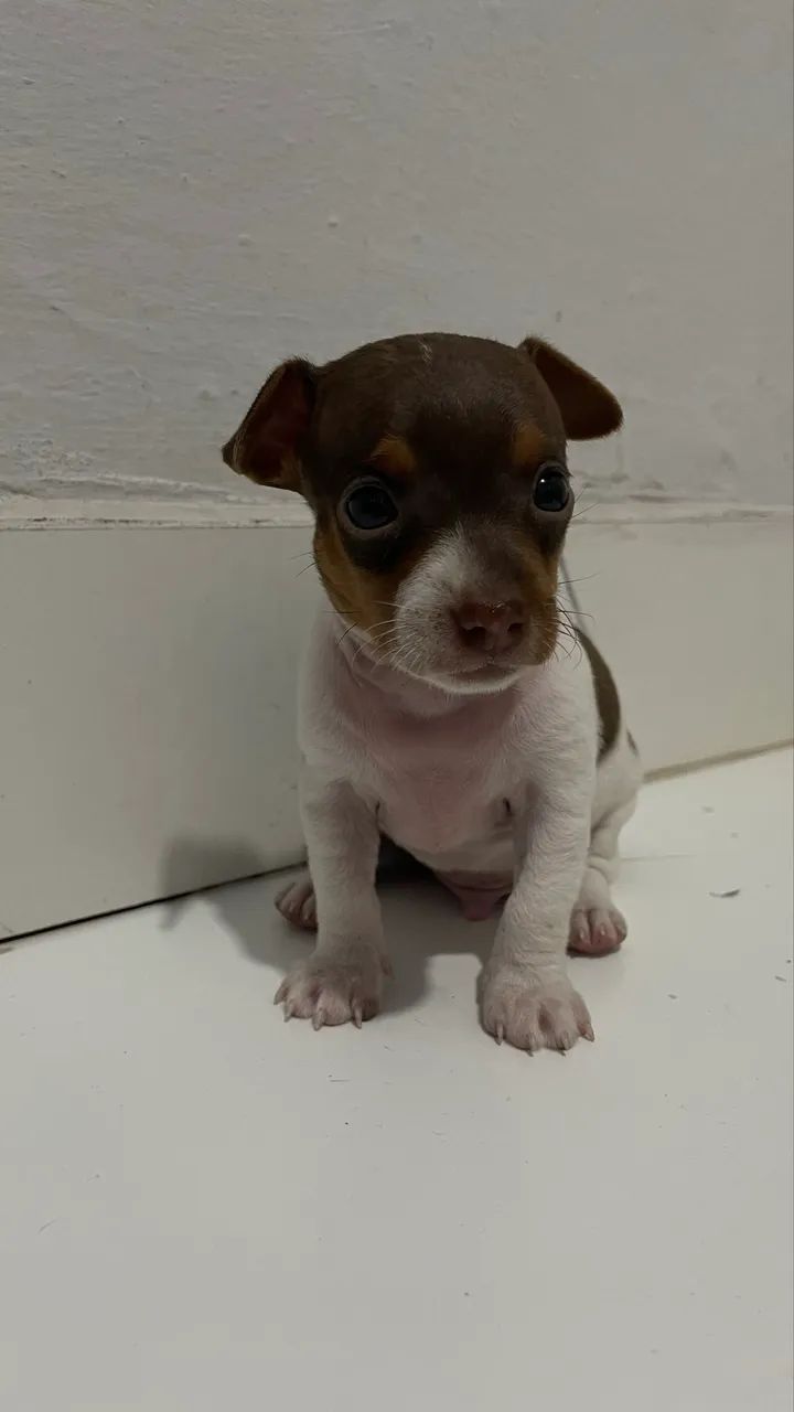 Filhote Pinscher macho