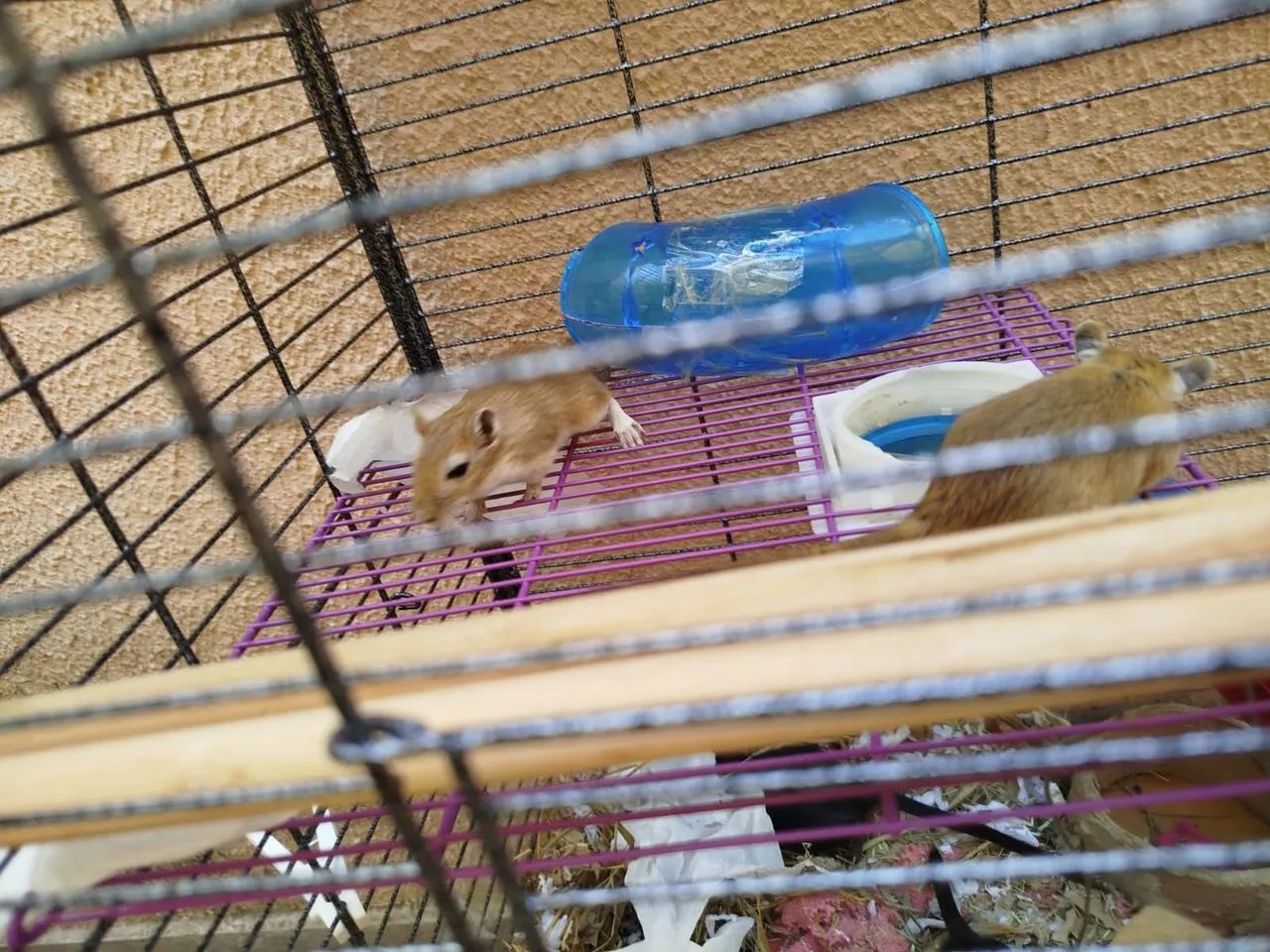 Gerbil gerbis - Foto 3