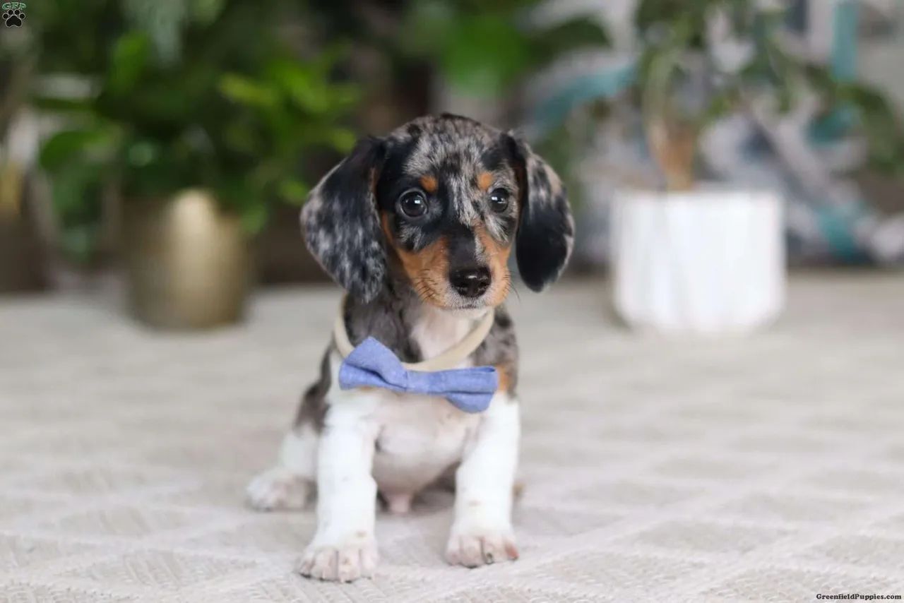 Dachshund Mini | Cheios de charme 