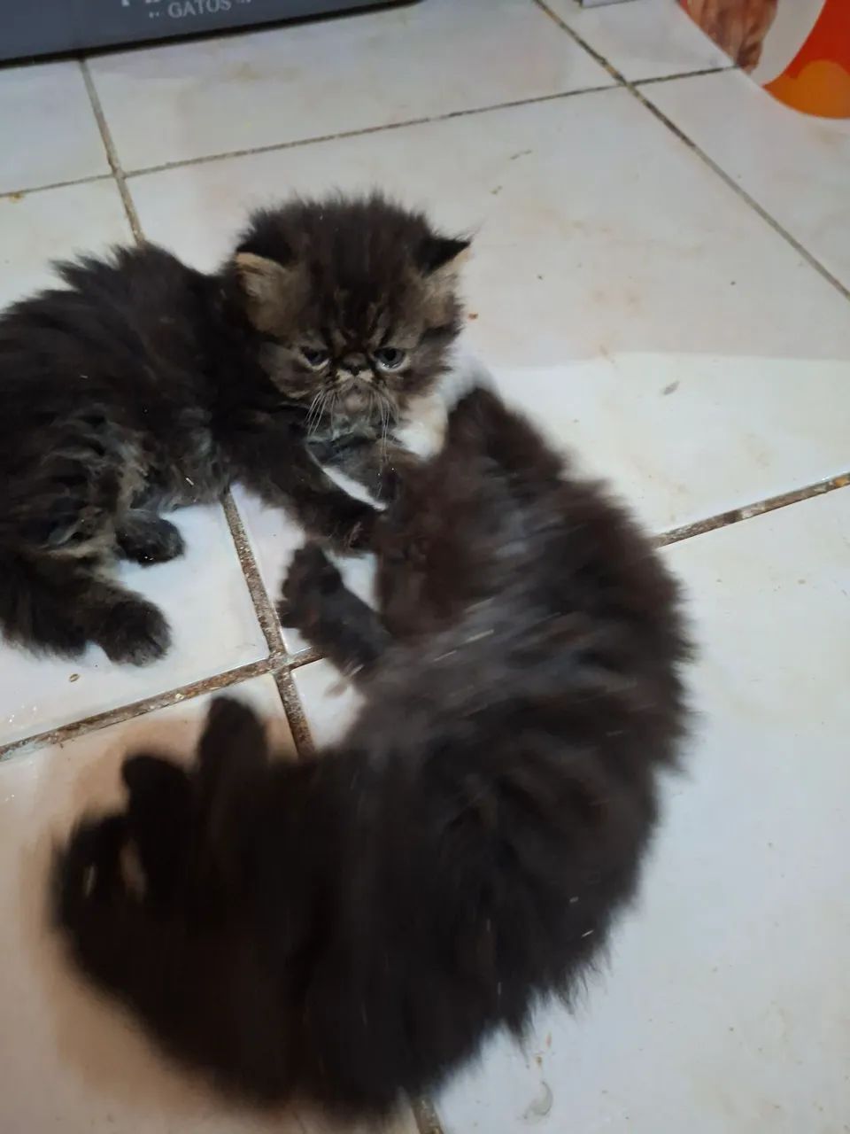 Vende-se filhote de gato persa macho pv  - Foto 6