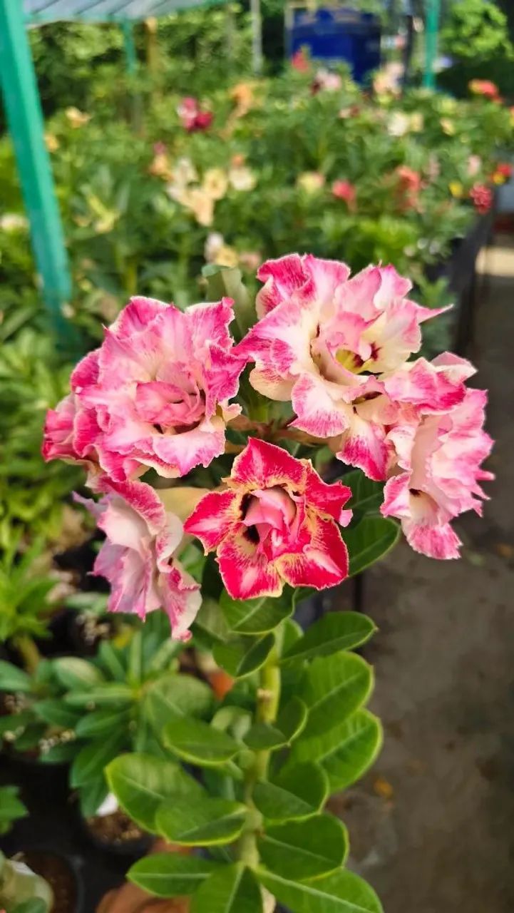 Rosa do deserto 