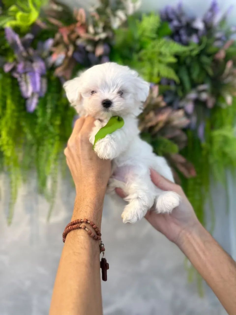 Perfeito  macho de Maltês  - Foto 4