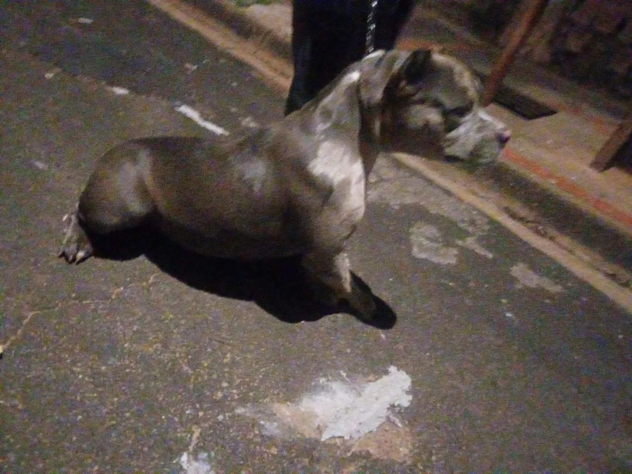 Vende se american bully - Foto 4