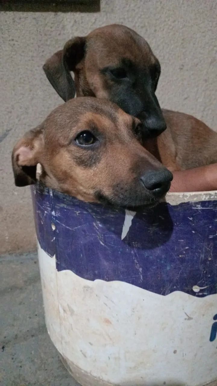 animais para doação - Foto 3