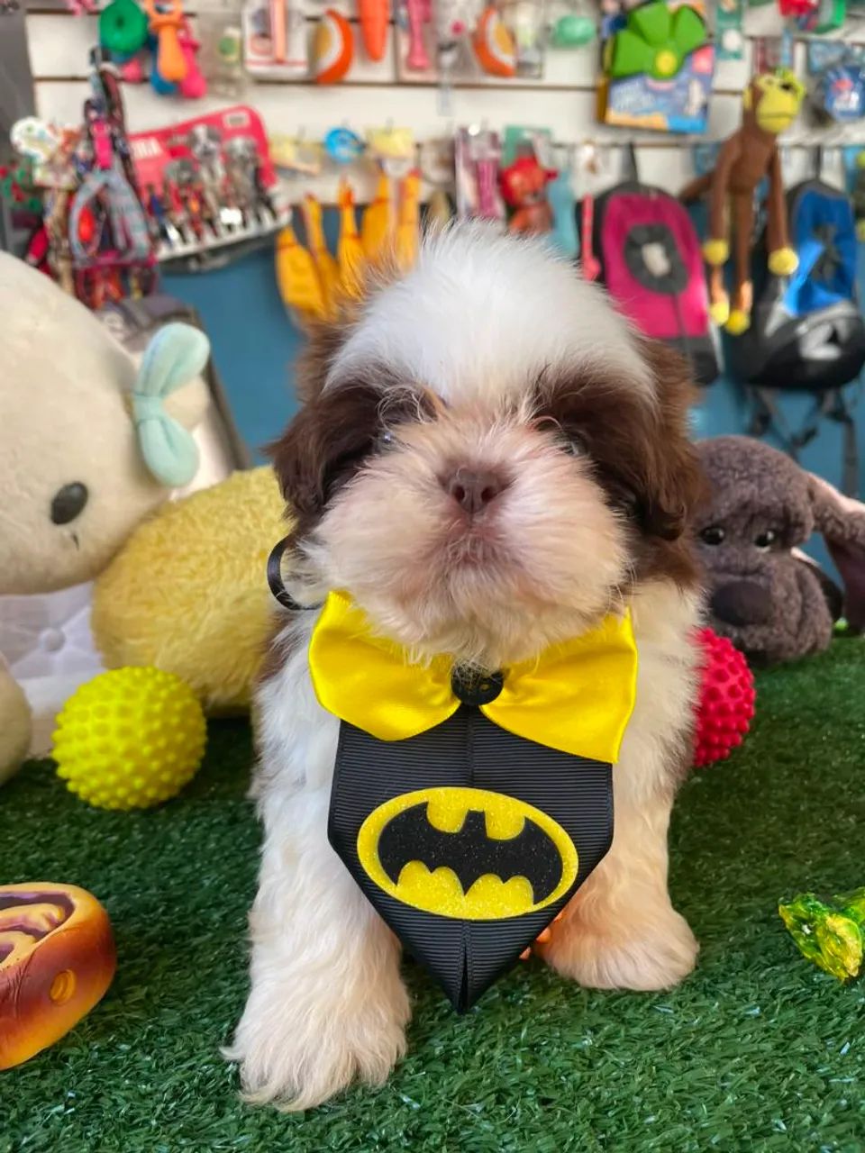 Shihtzu machinho branco e chocolate 