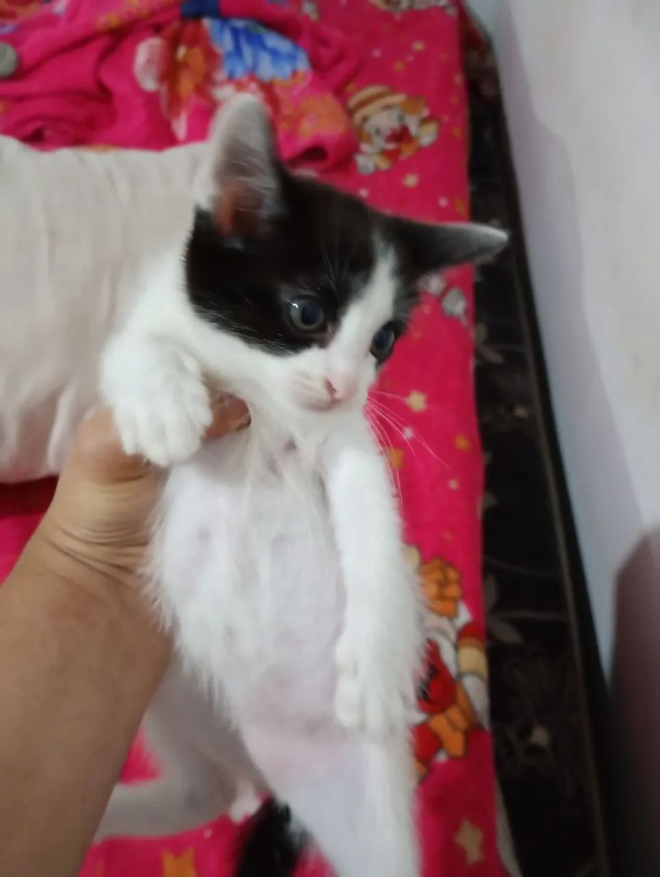 Doação de gatinhos  - Foto 2