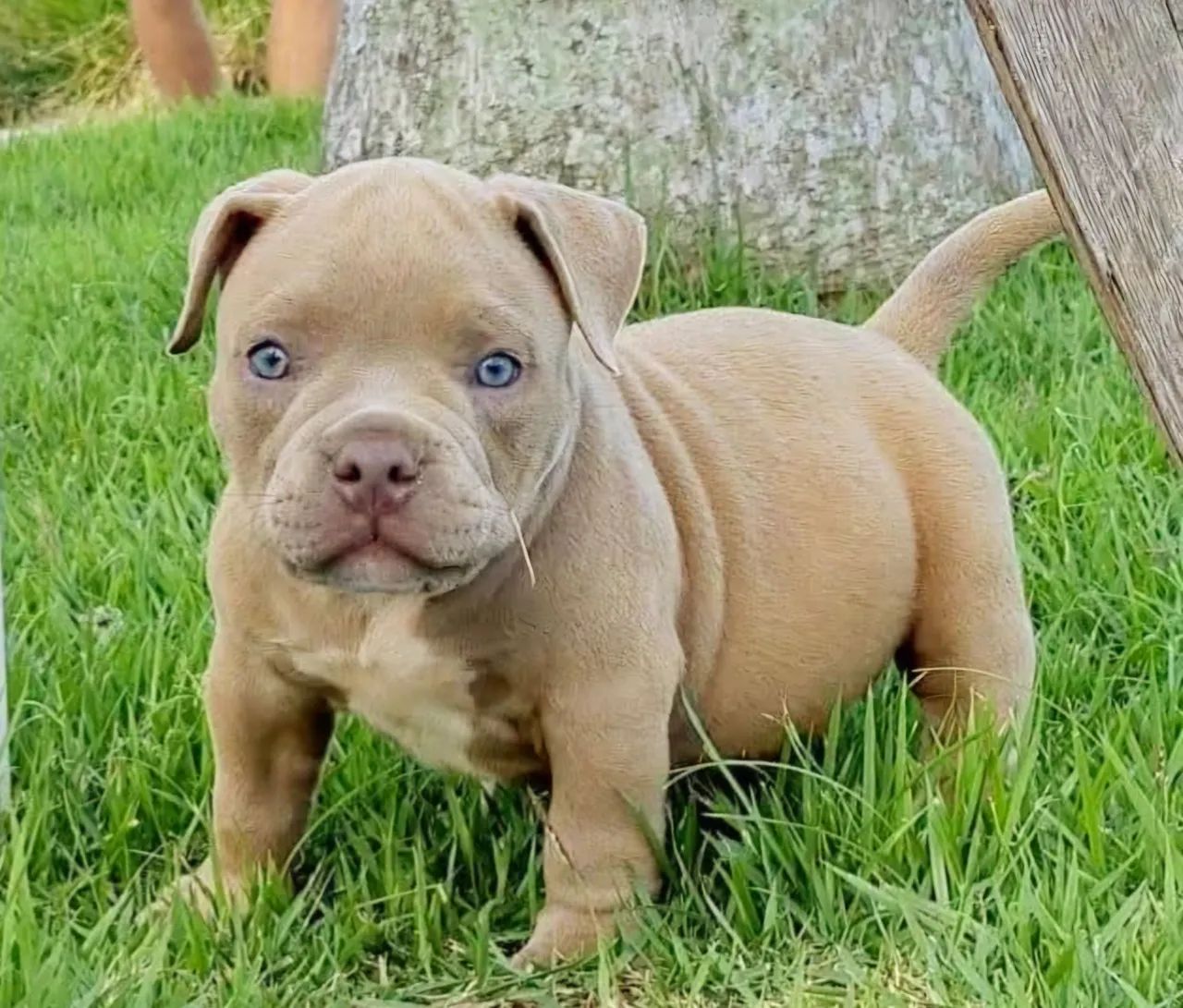 American Bully  - Foto 4