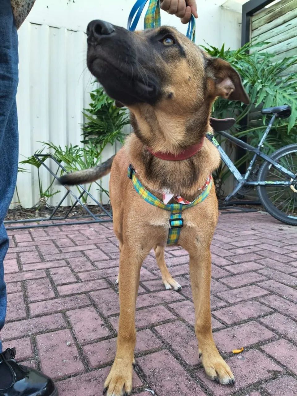 Adoção Doação Cachorro  - Foto 2