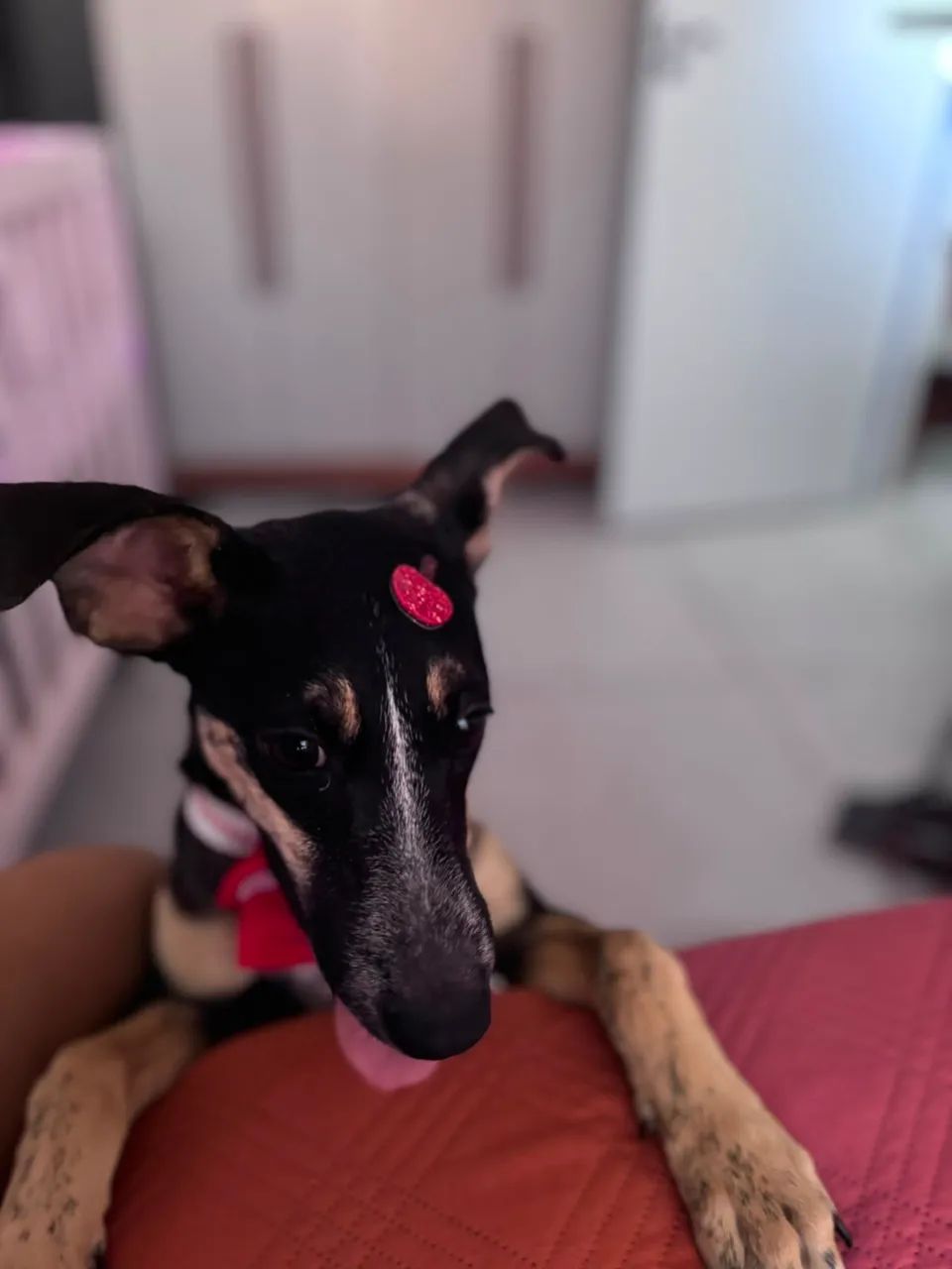 adoto  - Foto 3