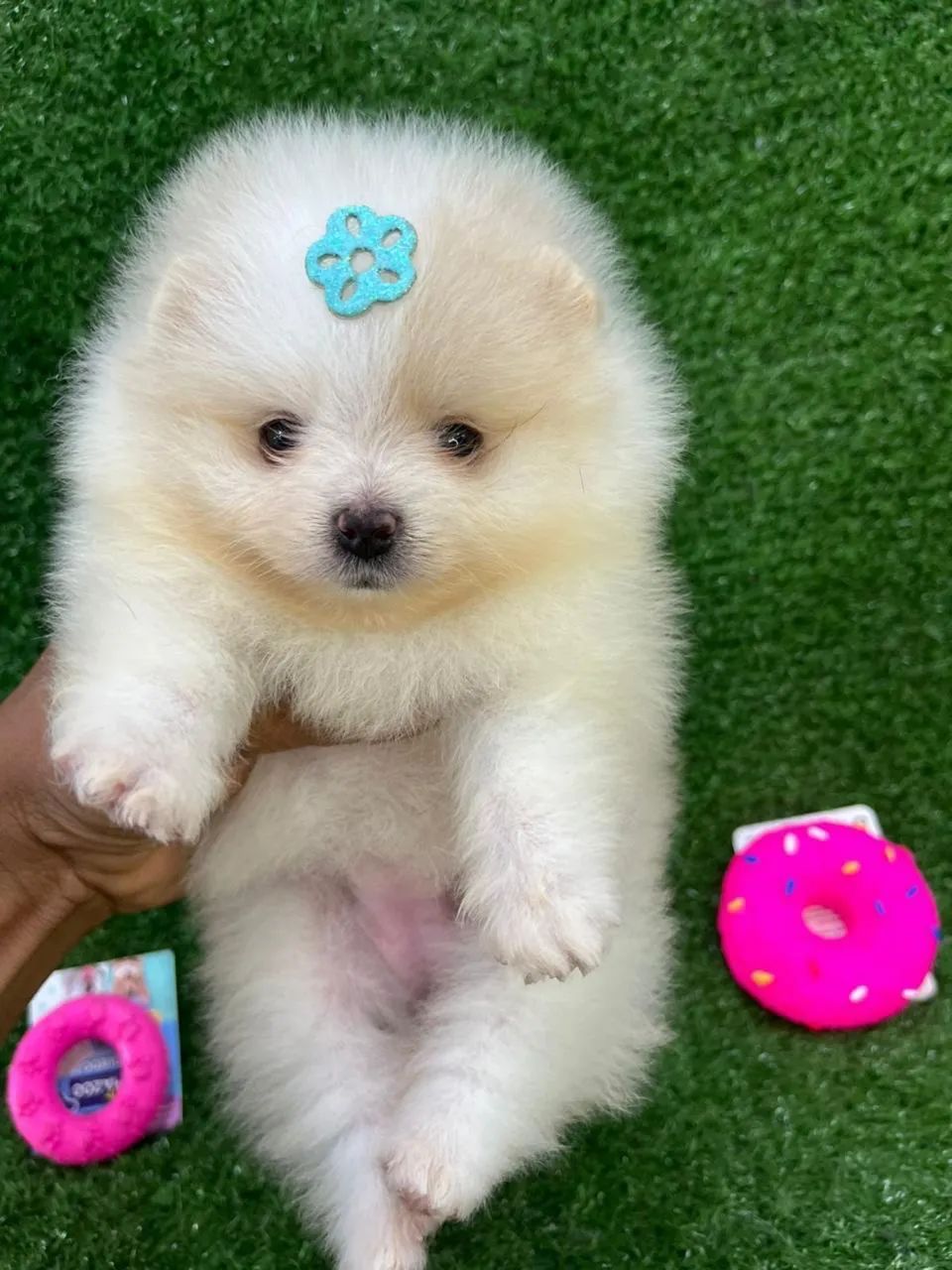 Spitz Alemão anão - Muito Carinhoso - Foto 4