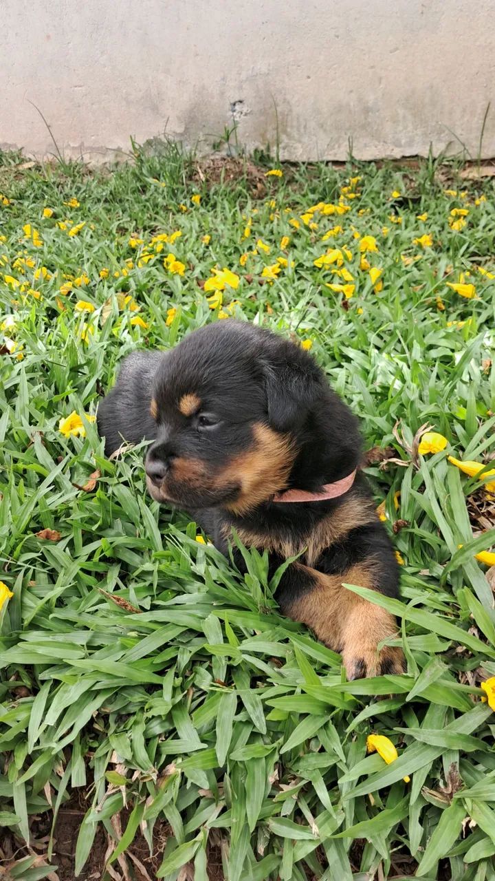 Rottweiler fêmea  - Foto 4