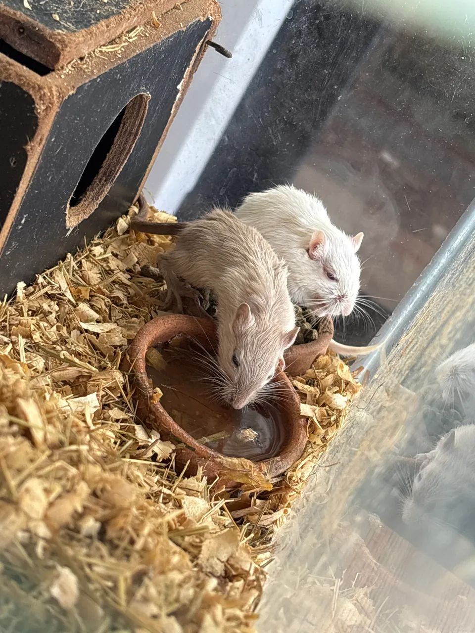 Esquilos da Mongólia/gerbil 65578340382467120