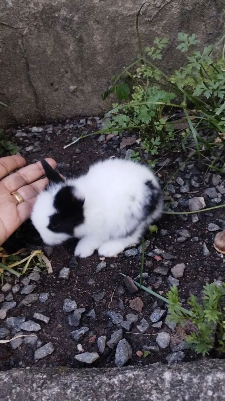 Filhote de mini Lion  - Foto 6