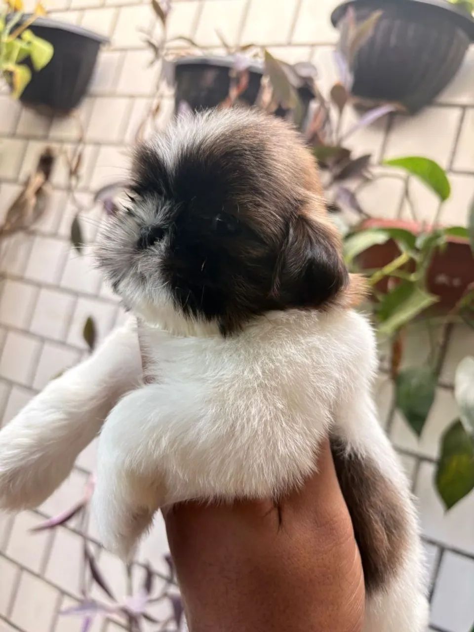 Shih-Tzu Fêmea  - Foto 2