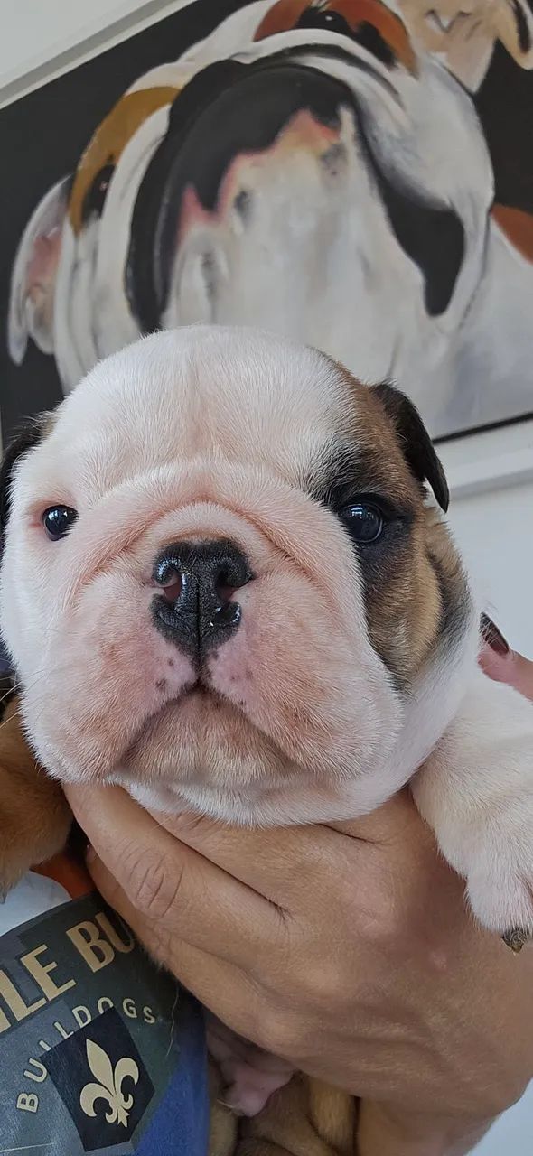 Bulldog Inglês  - Foto 2