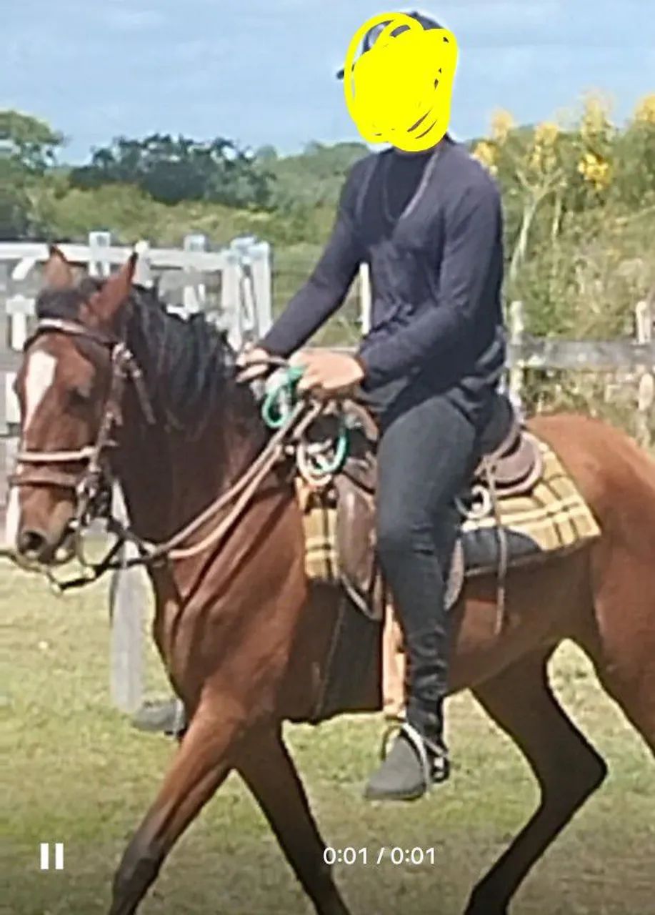 Égua Mangalarga Machador registrada na Abccmm - Foto 3