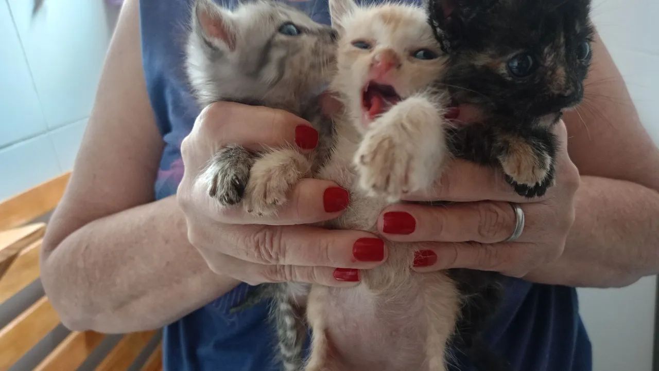 Gatos  - Foto 2