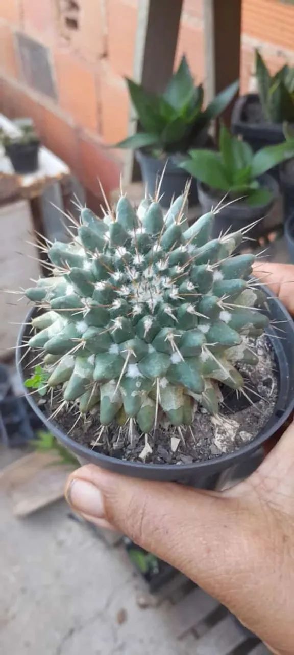 Cactos de várias espécies  - Foto 3